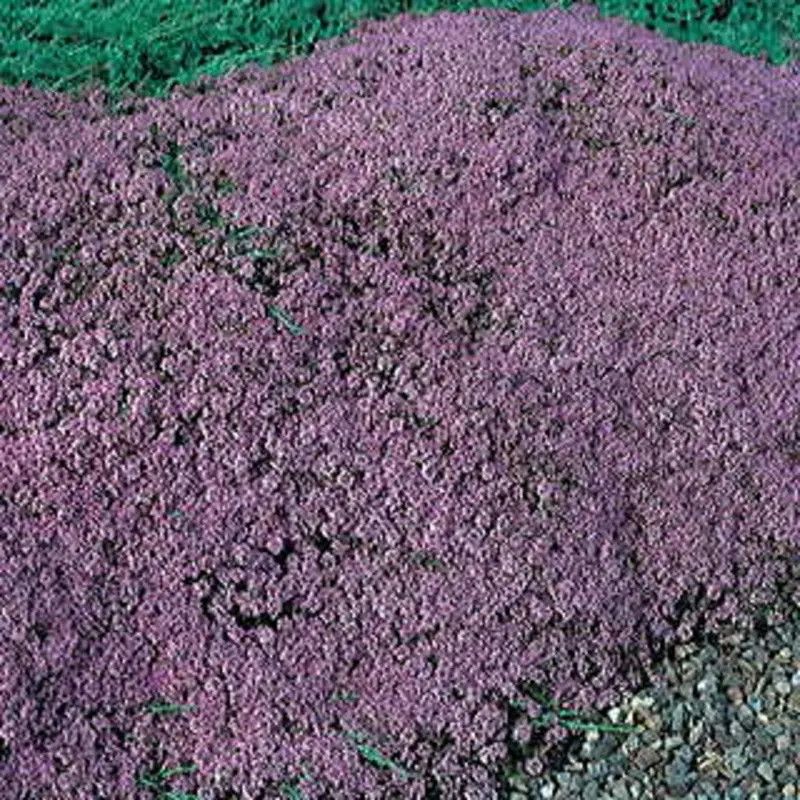 Creeping Thyme 'Mother of Thyme' 4"