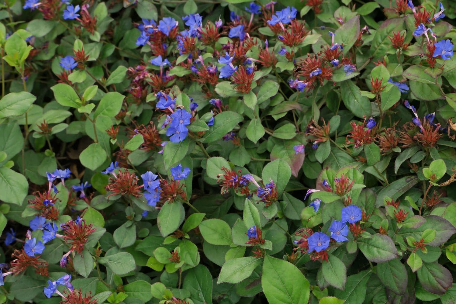 Ceratostimga 'Dwarf Plumbago' 1 gal