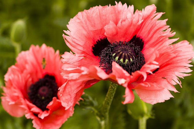 Poppy Oriental 'Turkenlouis' 1 gal