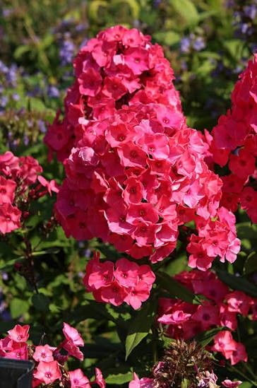 Garden Phlox 'Super Ka-Pow Coral' 2 gal GS