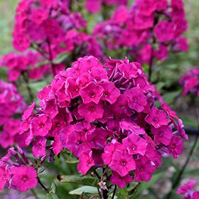 Garden Phlox 'Super Ka-Pow Fuchsia' 2 gal GS