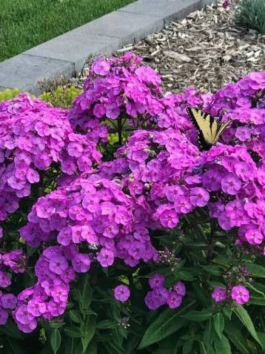 Garden Phlox 'Super Ka-Pow Lavender' 2 gal GS