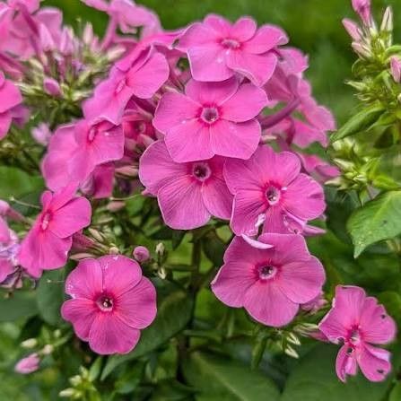 Garden Phlox 'Super Ka-Pow Pink' 2 gal GS