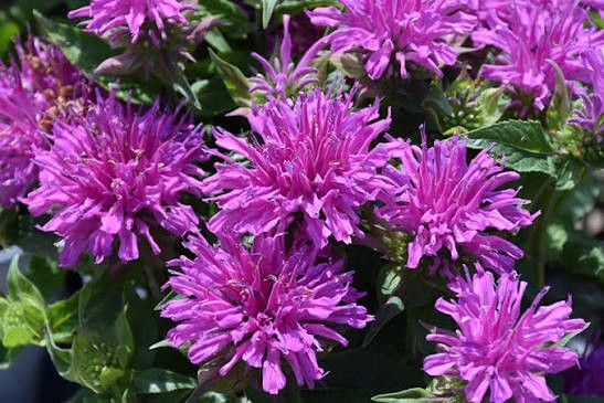 Monarda 'Balmy Lilac' Beebalm 2 gal GS