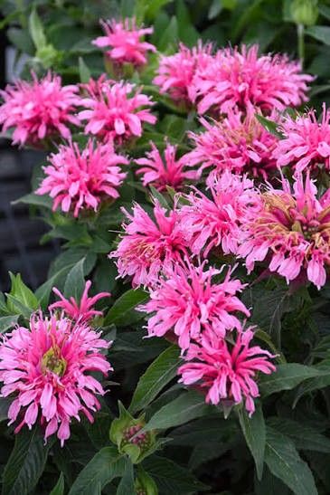 Monarda 'Balmy Pink' Beebalm 2 gal GS