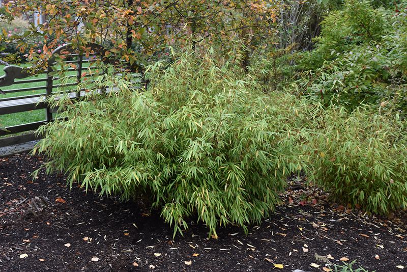 Fargesia rufa 'Green Panda' Bamboo 3 gal