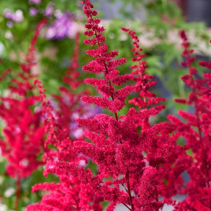 Astilbe 'Visions Volcano' 2 gal