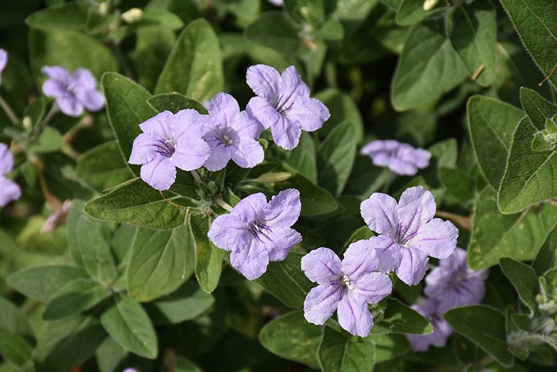 Ruellia humilis 'Wild Petunia' 1 gal