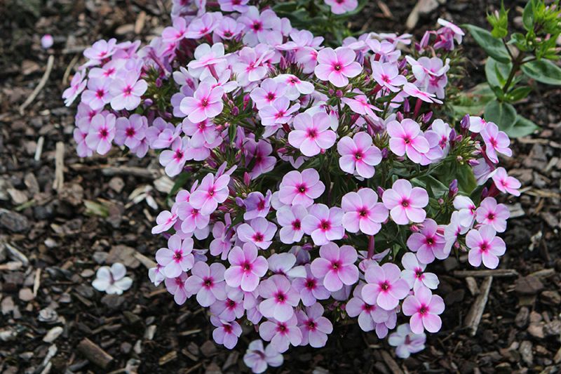Garden Phlox 'Early Lavender Pop' 1 gal