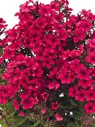 Garden Phlox 'Early Red' 1 gal