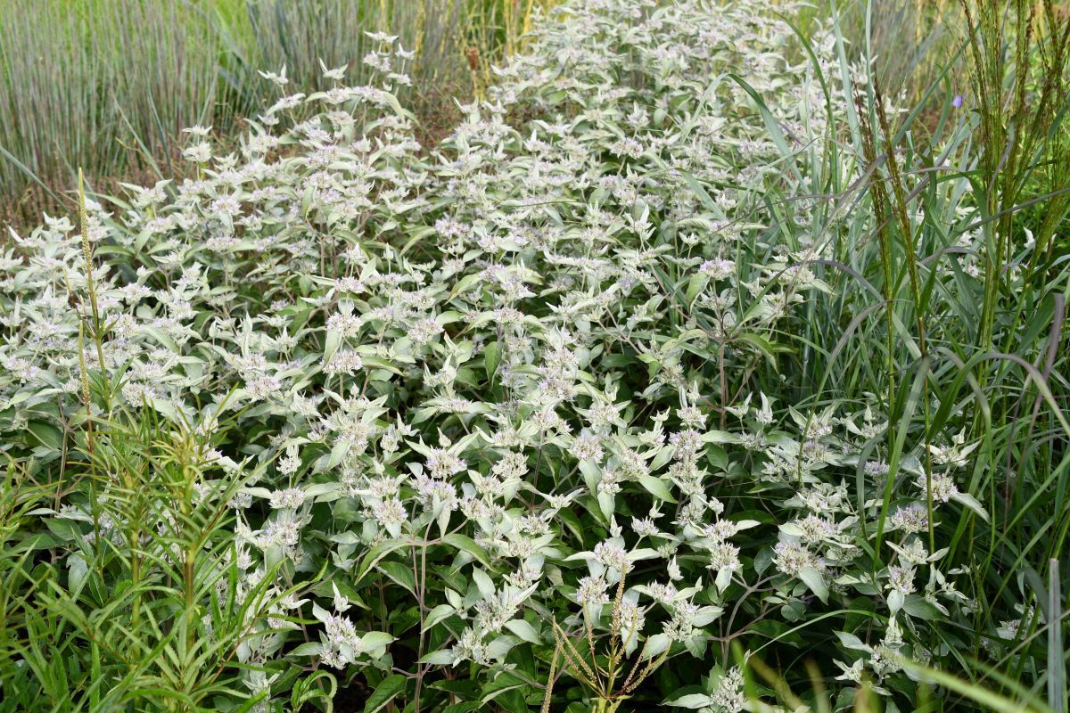 Pycnanthemum 'Smokey Mountain Mint' 1 gal