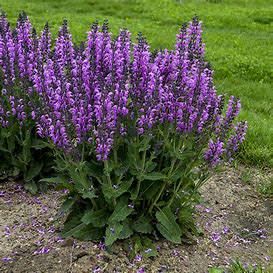 Perennial Sage 'Salvia Back to the Fuchsia' 8" PW