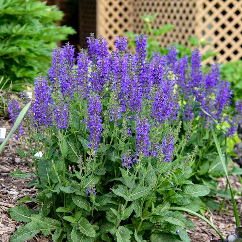 Perennial Sage 'Salvia Indiglo Girl' 8" PW