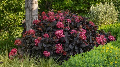 Hydrangea 'Eclipse' 3 gal FE