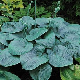 Hosta 'Humpback Whale' 5 gal