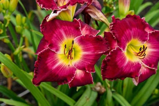 Daylily - Hemerocallis 'Rainbow Rhythm Blood Sweat &amp; Tears' 8" PW