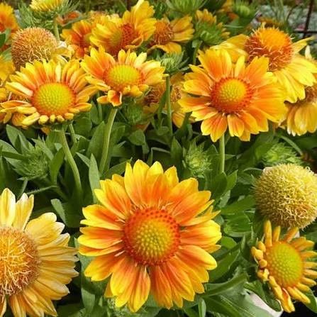 Blanket Flower 'Mesa Peach Gaillardia' 2 gal GS