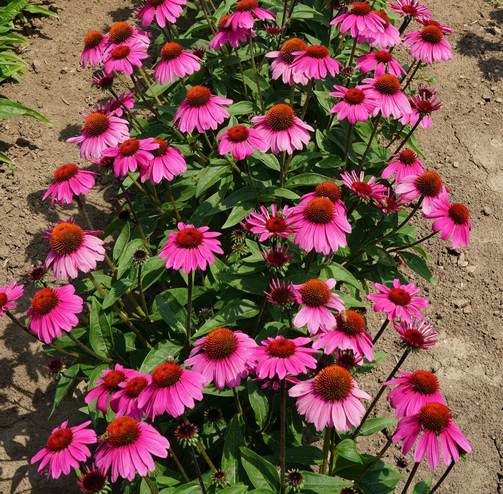 Cone Flower 'Echinacea Sombrero Rosada' 1 gal
