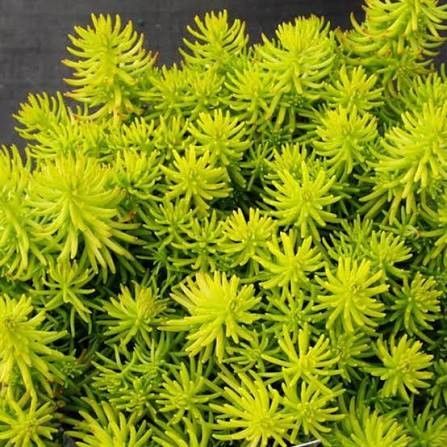 Stonecrop - Sedum 'Prima Angelina' 1 qt
