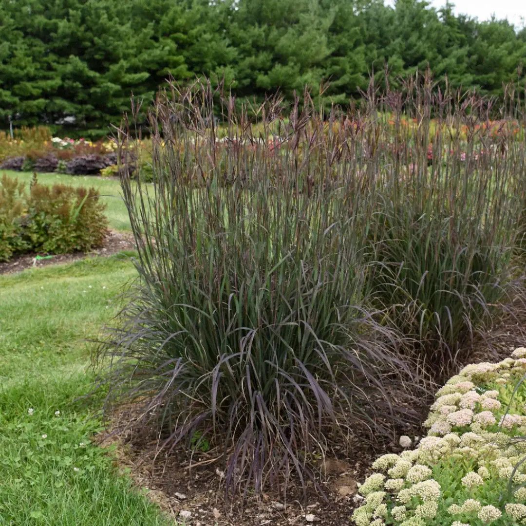 Big Bluestem 'Blackhawks' 3 gal