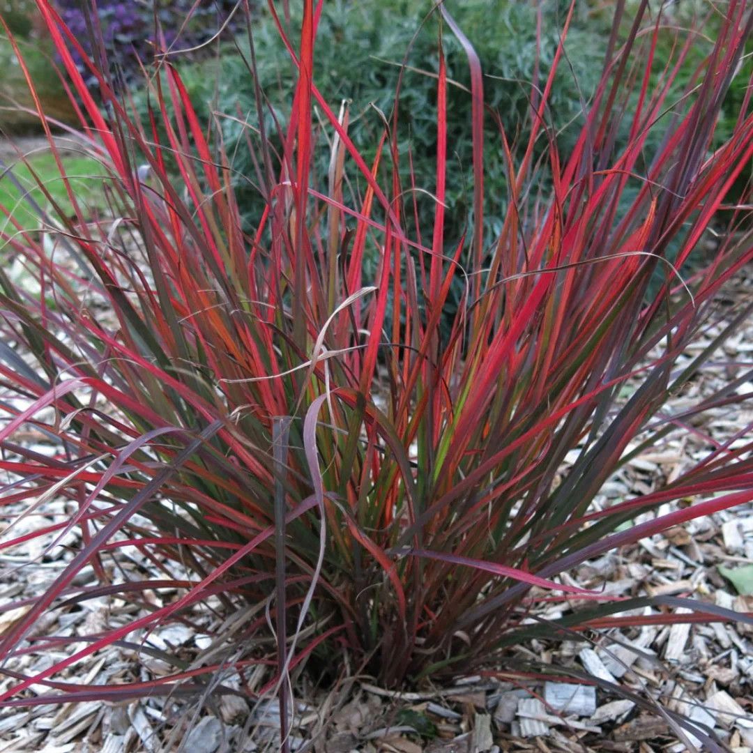 Big Bluestem 'Red October' 2 gal