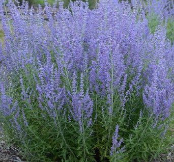 Russian Sage 'Perovskia Little Spire' 8"