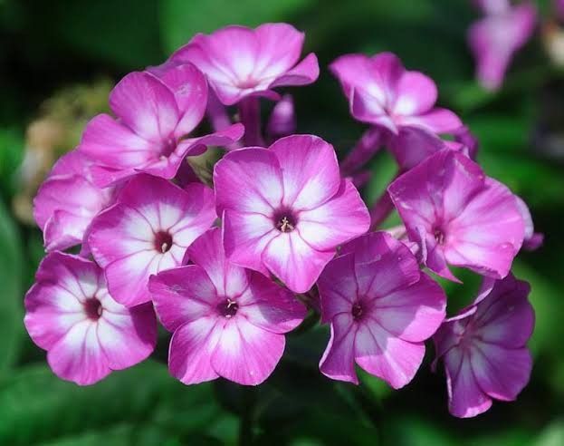 Garden Phlox 'Early Purple Eye' 1 gal