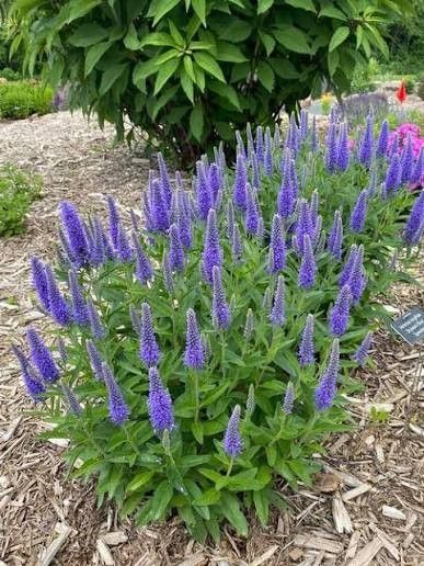 Speedwell 'Veronica Skyward Blue' 2 gal