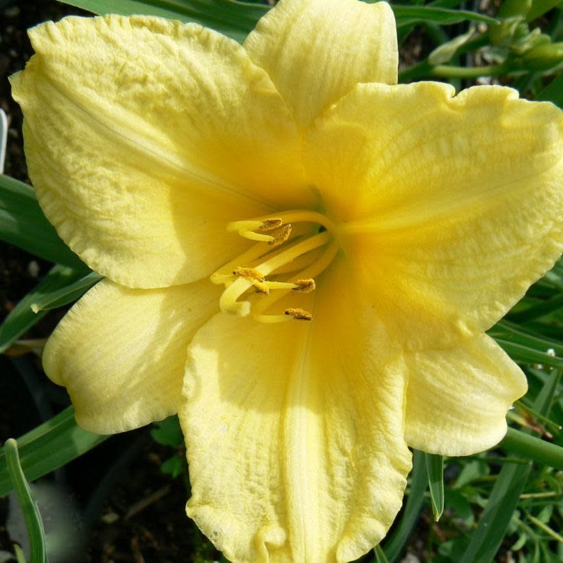 Daylily - Hemerocallis 'Happy Returns' 8"