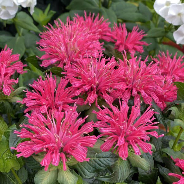 Beebalm 'Monarda Pardon My Rose' 8"