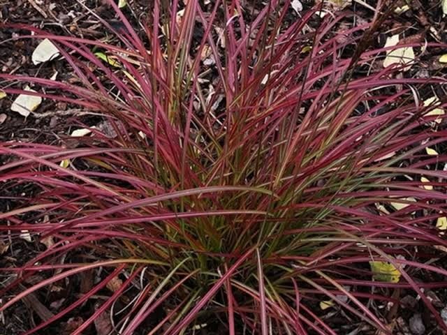 Maiden Grass 'Miscanthus s. Little Miss' 2 gal