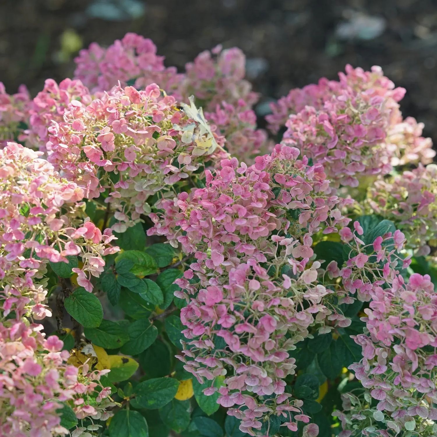 Hydrangea 'Tiny Quick Fire' 2 gal PW