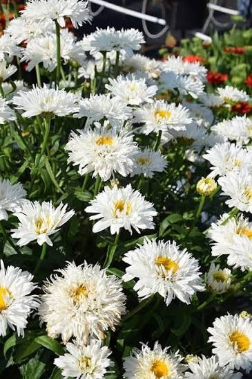 Shasta Daisy 'Leucanthemum Sweet Daisy Rebecca' 1 gal