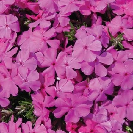 Creeping Phlox 'Drummond's Pink' 2 gal