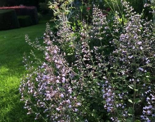 Catmint 'Nepeta Blue Cloud' 1 gal