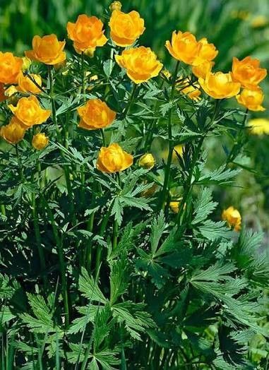 Trollius 'Golden Queen' Globeflower 1 gal