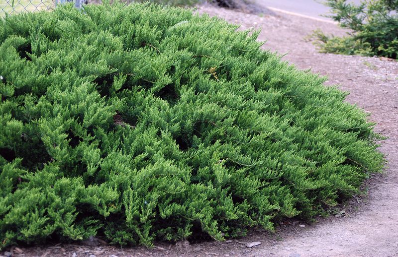 Juniper 'Tamarix' 3 gal
