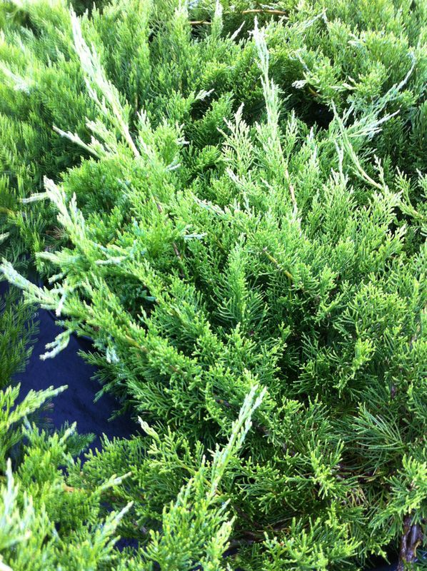 Juniper 'Buffalo' 2 gal