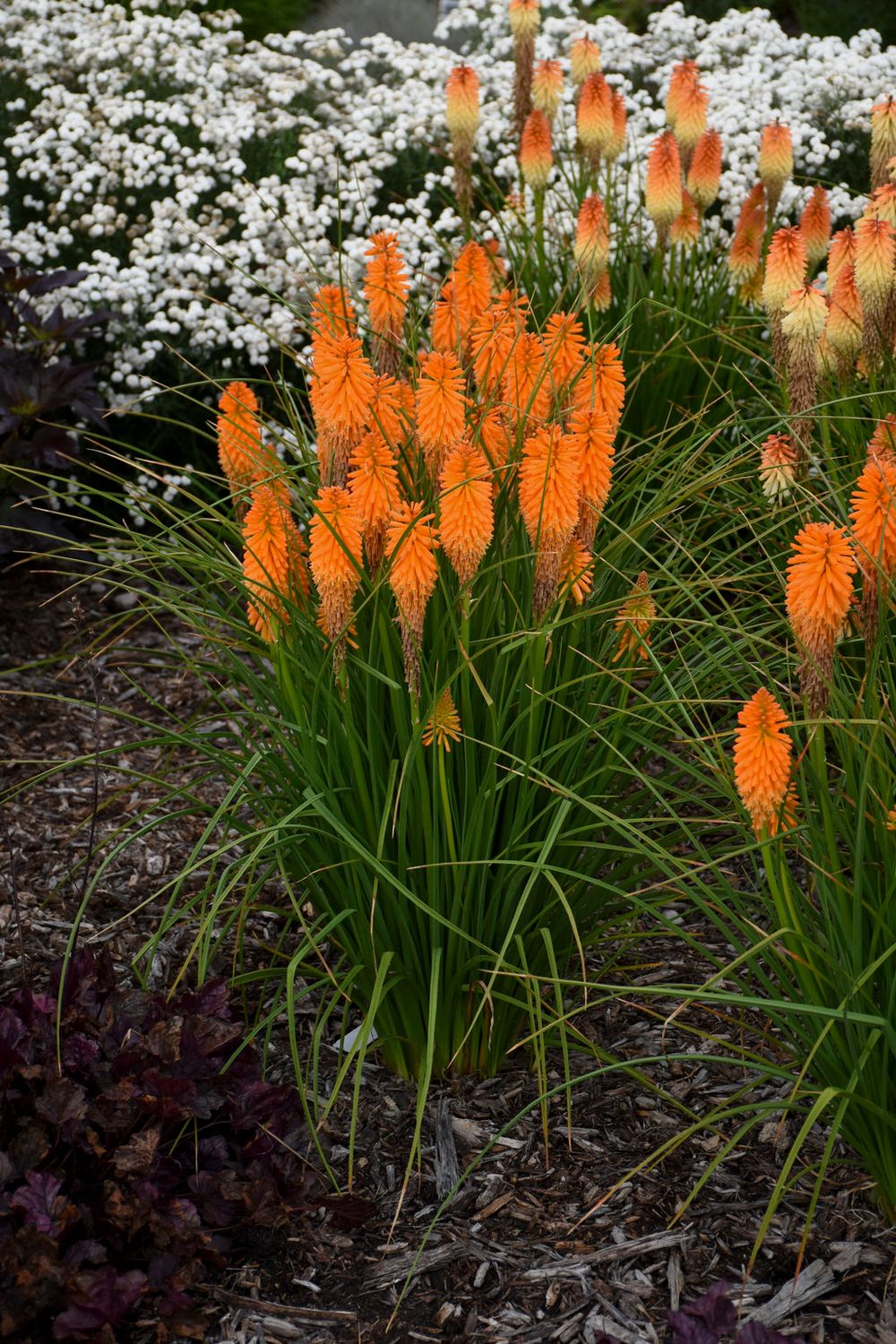 Kniphofia 'Orange Blaze' Red Hot Poker 2 gal PW