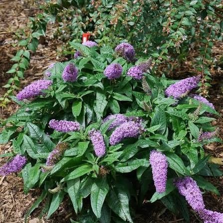 Dwarf Butterfly Bush 'Pugster Amethyst' 2 gal PW