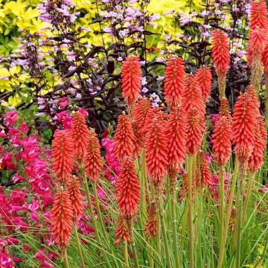 Kniphofia 'Red Hot Popsicle' Red Hot Poker 1 gal