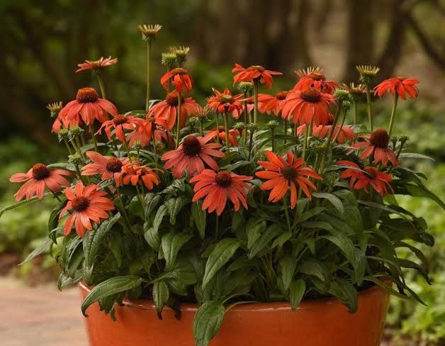 Cone Flower 'Echinacea Sombrero Mandarin Mambo' 1 gal
