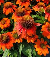 Cone Flower 'Echinacea Sombrero Fiesta Orange' 1 gal
