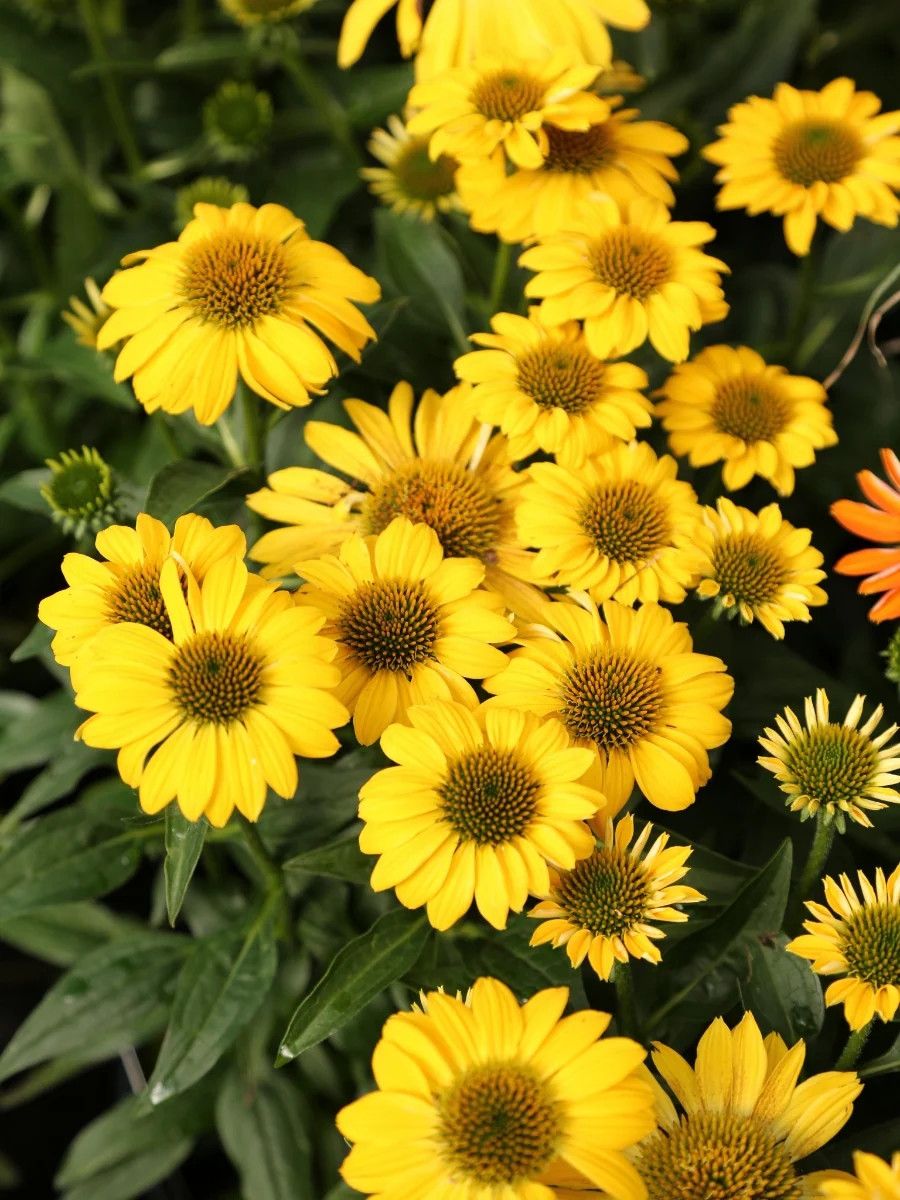 Cone Flower 'Echinacea Sombrero Summer Solstice' 1 gal