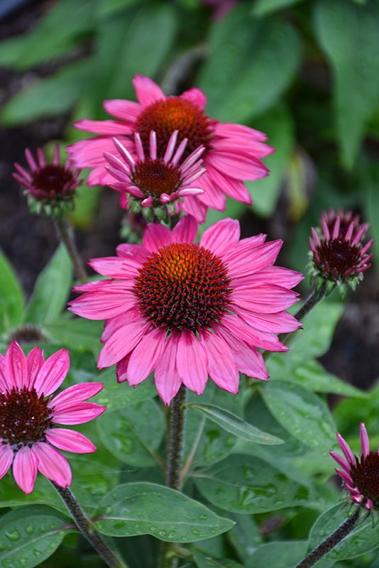 Cone Flower 'Echinacea Sombrero Fuchsia Fandango' 1 gal