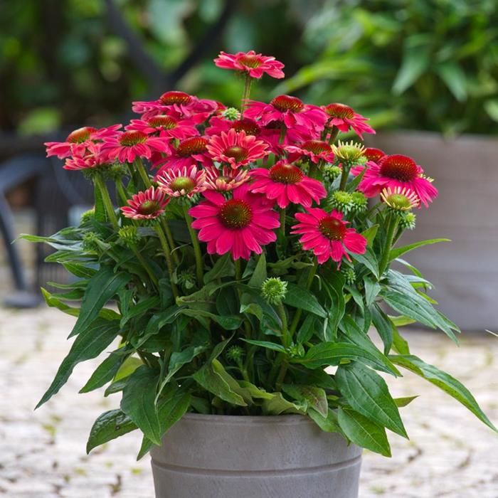 Cone Flower 'Echinacea Sunmagic Vintage Lipstick' 1 gal