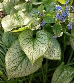 Brunnera 'Jack Frost' 8"