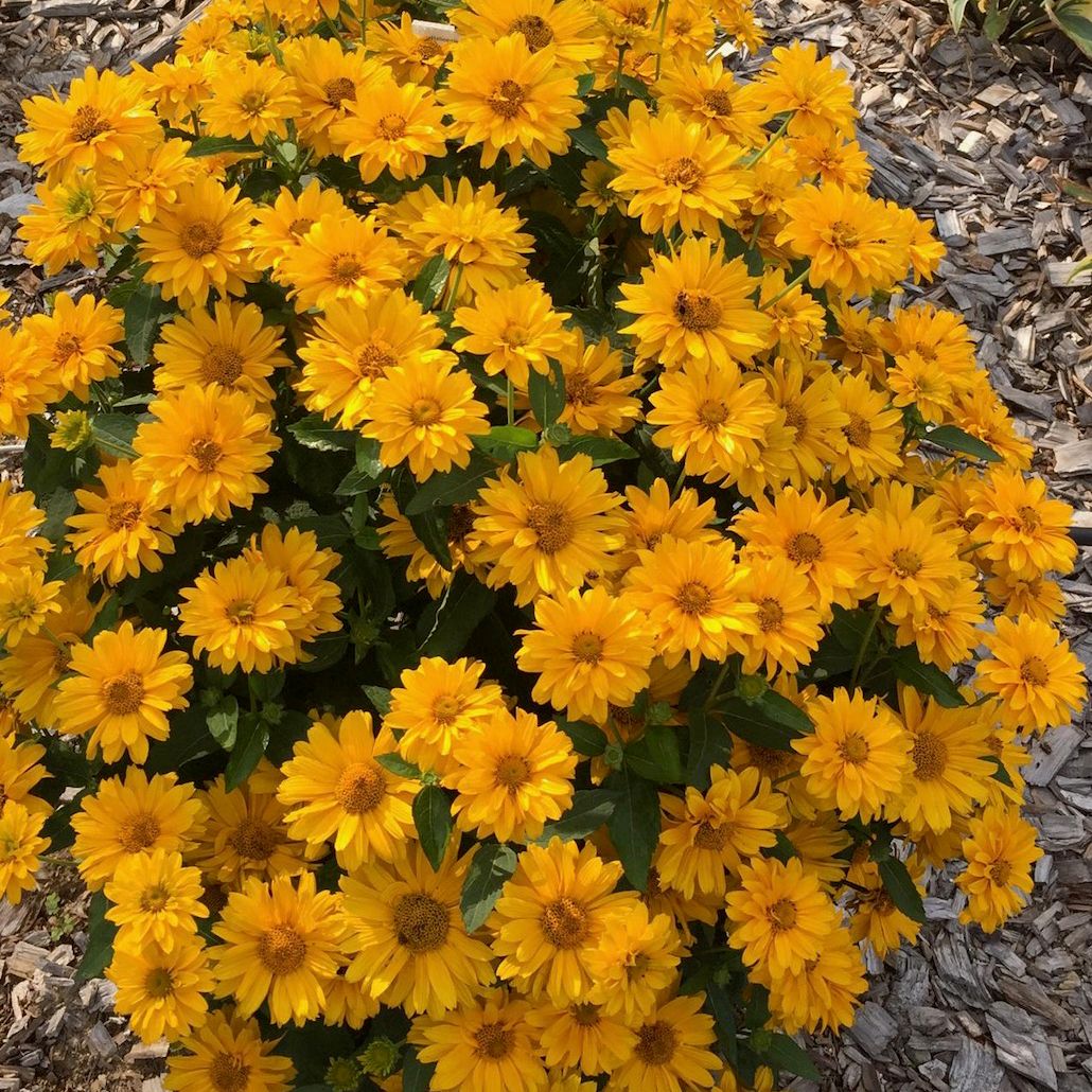 Heliopsis 'Athena Gold' False Sunflower 2 gal PW