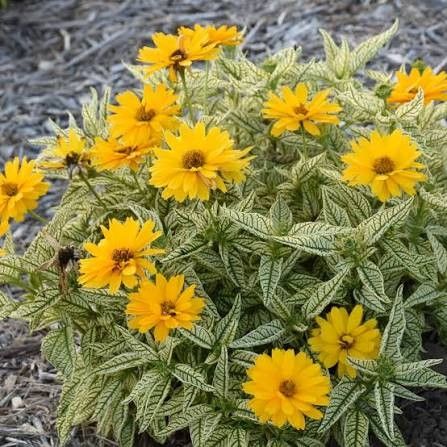 Heliopsis 'Bit of Honey' False Sunflower 8" PW