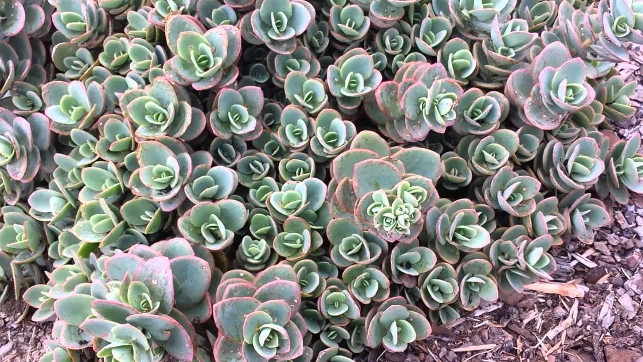 Stonecrop - Sedum 'Lime Zinger' 8"